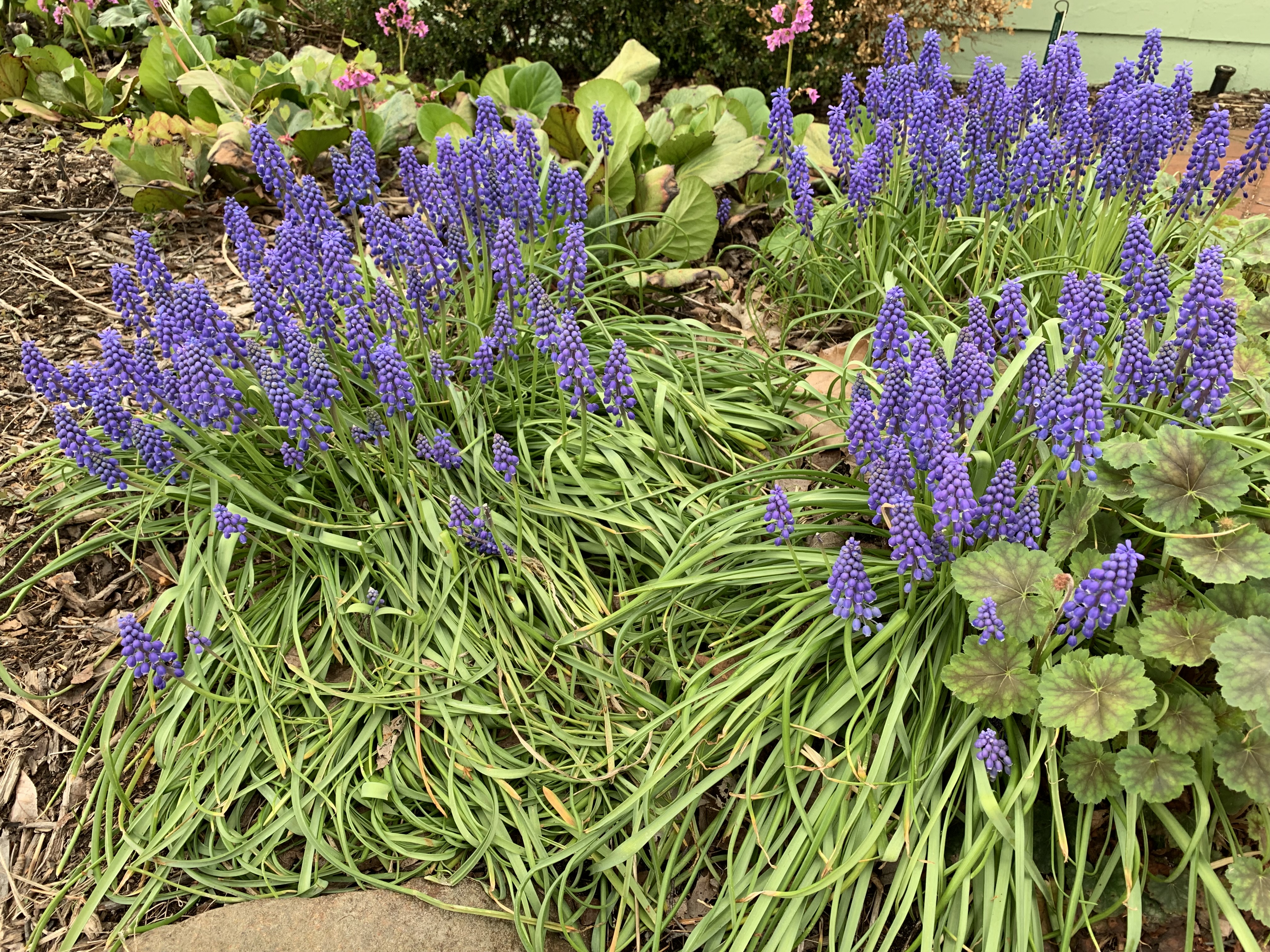 Grape hyacinth